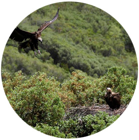 c parque nacional de cabaneros